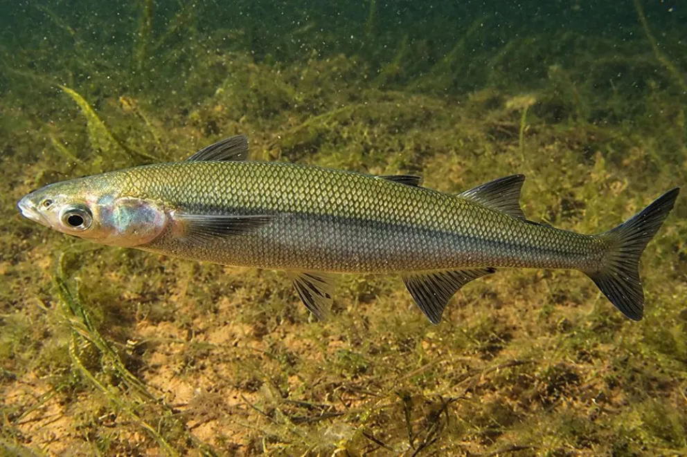 Pejerrey patagónico: una especie nativa de los ambientes de agua dulce de Neuquén